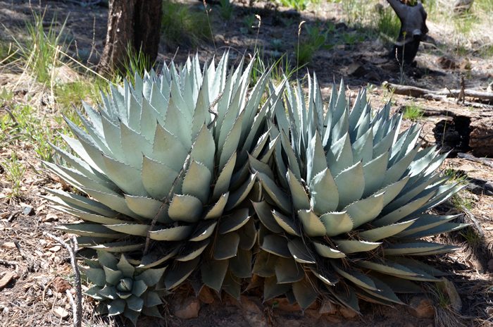 Parry's Agave is also call generically Century Plant or more specifically Parry’s Century Plant. This species may grow up to 3 feet (86 cm) tall by 34 inches (85 cm) wide. Note the plants compact and grows in rosettes. Agave parryi